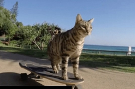 Смелый кот Бумер умело катается на скейтборде (ВИДЕО)