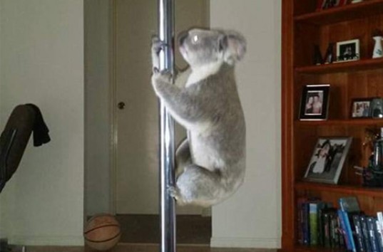В Австралии дикая коала устроила «танец» на шесте (ВИДЕО)