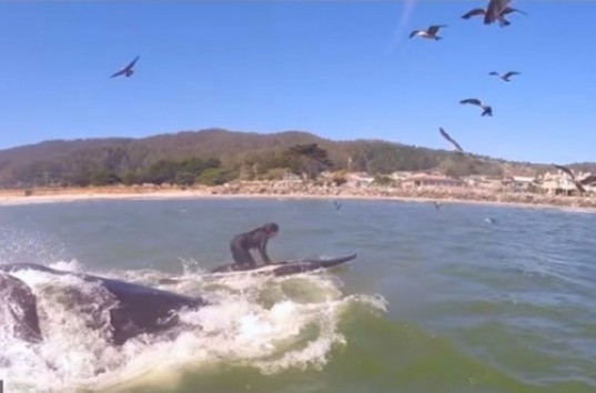 Любительница серфинга из Калифорнии столкнулась с китом (ВИДЕО)