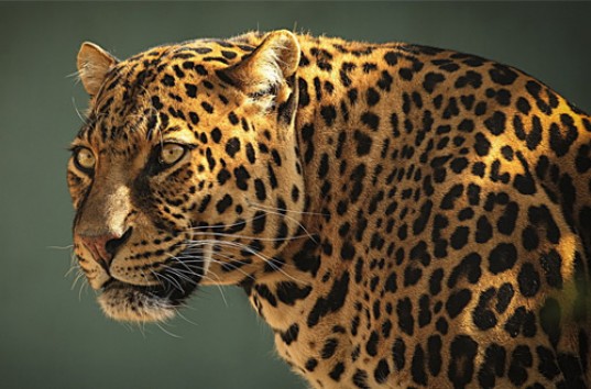 Леопард ворвался в номер к молодоженам в Индии (ВИДЕО)