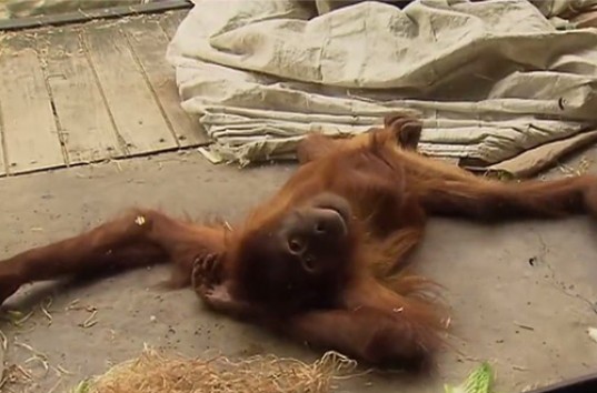 Самка орангутана продемонстрировала посетителям зоопарка брейк-данс (ВИДЕО)