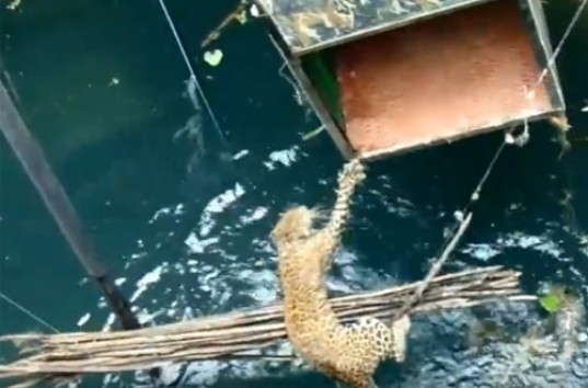 В индийской деревни спасли леопарда со дна 18-метрового колодца (ВИДЕО)