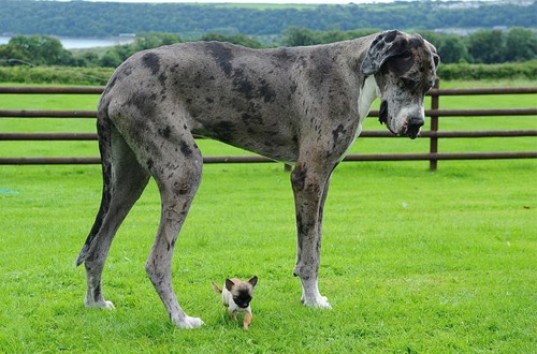 Самая маленькая собака Великобритании Дисней встретилась с гигантским догом