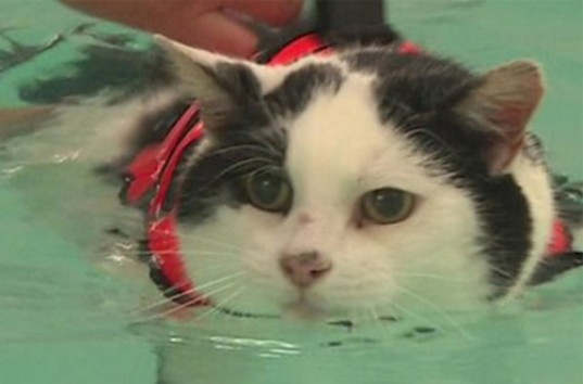 Коту Чарли прописали для похудения — плавание в бассейне (ВИДЕО)