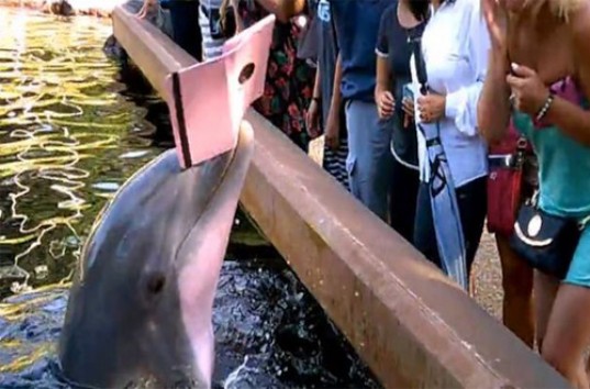В США дельфин отобрал iPad у посетительницы океанариума (ВИДЕО)