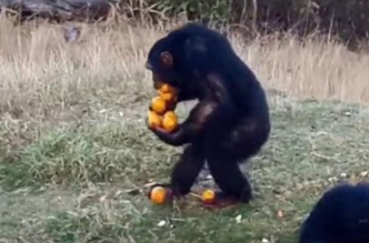 Шимпанзе показал мастер-класс по переноске апельсинов (ВИДЕО)