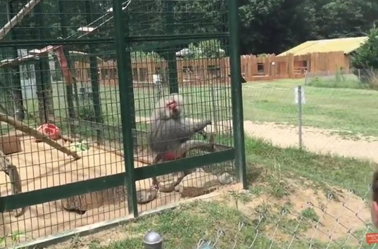 Бабуин в зоопарке отомстил фекалиями невоспитанной семье (ВИДЕО)