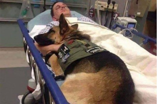 Военный пес лег в больницу вместе с раненым солдатом в США