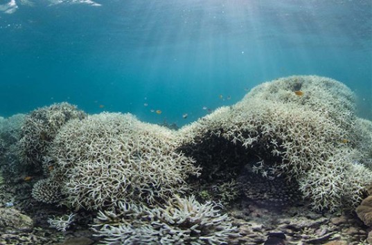 Австралийские ученые впервые сняли видео, как гибнут яркие кораллы (ВИДЕО)