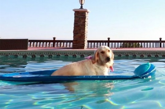 Интернет-пользователей покорило видео с собакой на лодке (ВИДЕО)