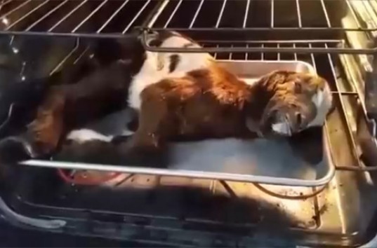 Фермер из США оживил замерзшего козленка, разогрев его в духовке (ВИДЕО)