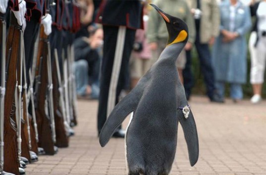 Императорского пингвина торжественно наградили орденом (ВИДЕО)