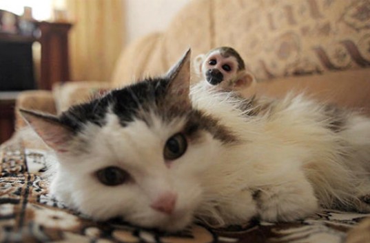 Домашняя кошка стала приемной мамой беличьего саймири (ВИДЕО)
