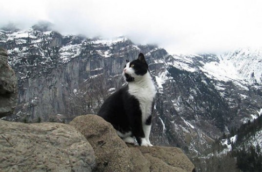 Кот-проводник спас заблудившегося в горах путешественника