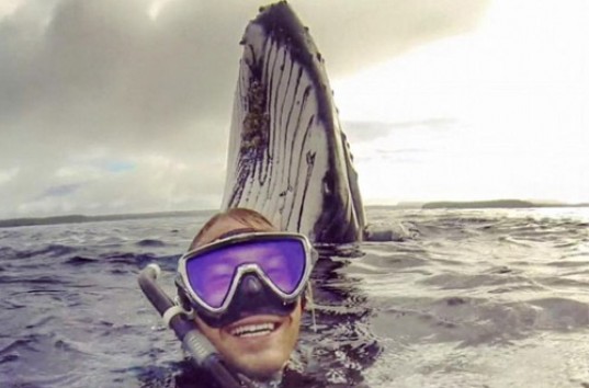 Горбатый кит сделал селфи с австралийским дайвером у берегов Тонго
