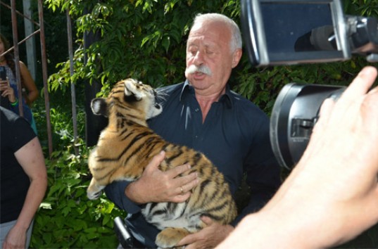 Телеведущего Леонида Якубовича укусил выкормленный собакой тигренок под Омском