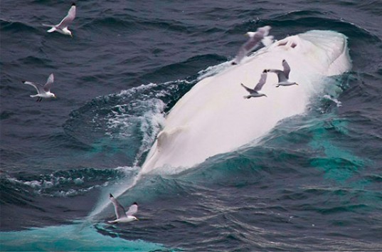 Редчайшие кадры с белыми китами показали ученые (ВИДЕО)