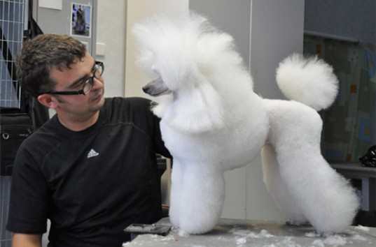 Соцсети покорил самый счастливый собачий парикмахер в мире (ВИДЕО)
