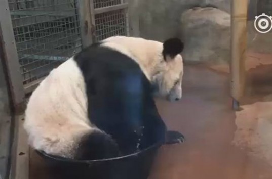 Панда купающая в маленьком корыте, развеселила Сеть (ВИДЕО)