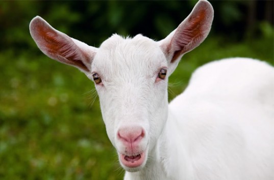 Звездой нового видео стала жующая жвачку коза (ВИДЕО)