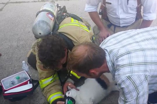 В США пожарные спасли кошку с помощью маленькой кислородной маски (ВИДЕО)
