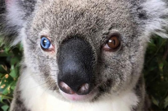 Покорила пользователей сети коала с разноцветными глазами (ВИДЕО)