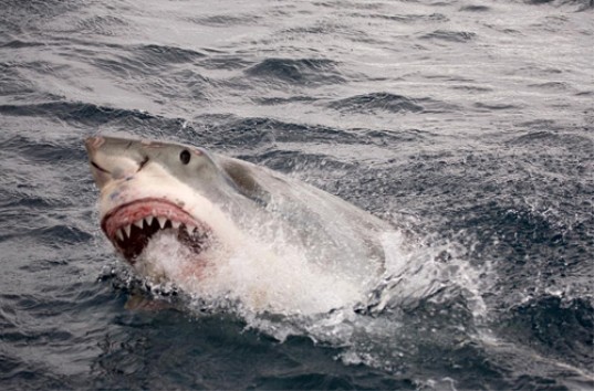 Дайвер отбился от гигантской белой акулы селфи-палкой (ВИДЕО)