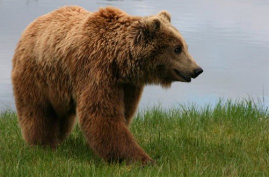 Амурский охотник устроил погоню за тремя медведями (ВИДЕО)