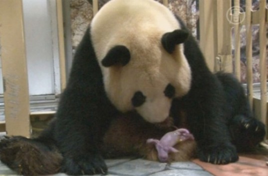 В японском зоопарке панда Раухин родила уже в восьмой раз