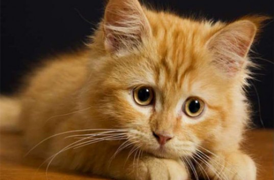 Ученые обвинили кошек в вымирании десятков видов животных