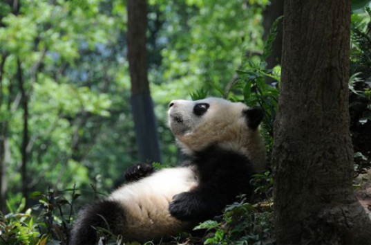 Панда, упавшая с дерева, до смерти напугала своих сородичей (ВИДЕО)
