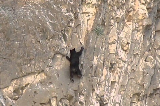 В Хабаровском крае местные жители засняли медведя-альпиниста (ВИДЕО)