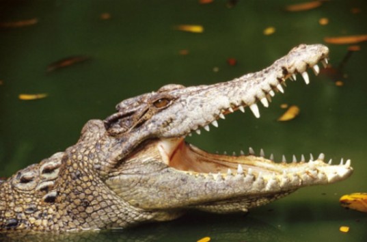 В Австралии женщина отогнала крокодила шлепанцем (ВИДЕО)