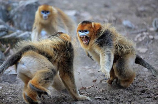 В Китае очевидцы засняли на видео массовую драку обезьян (ВИДЕО)