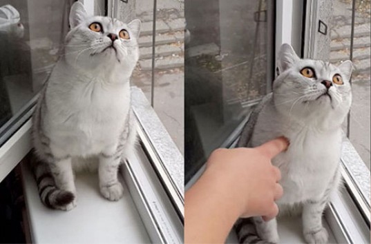 Красивый кот рассмешил пользователей соцсети (ВИДЕО)