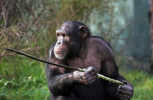 Шимпанзе-мамы учат малышей пользоваться палочками (ВИДЕО)