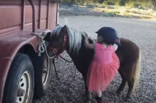 Маленькая девочка оседлала пони с 16 попытки, чем рассмешила Сеть (ВИДЕО)