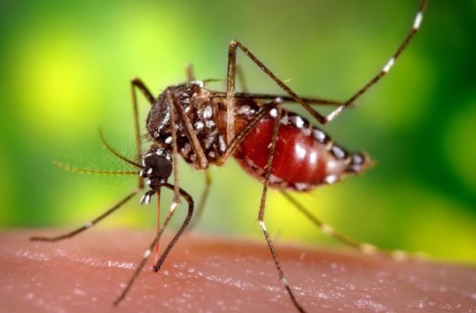 Для борьбы с вирусов Зика ученые выпустят на волю миллионы комаров-мутантов
