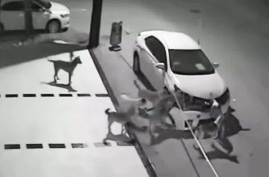 Собаки практически на части разорвали припаркованное на обочине авто (ВИДЕО)