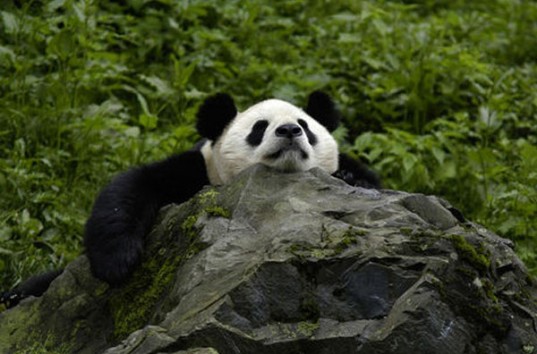 В Китае три часа спасали дикую панду, попавшую в речную ловушку (ВИДЕО)