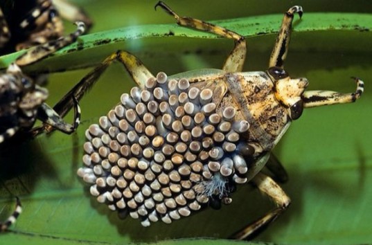 ТОП-5 самых необычных насекомых, которые живут на нашей планете