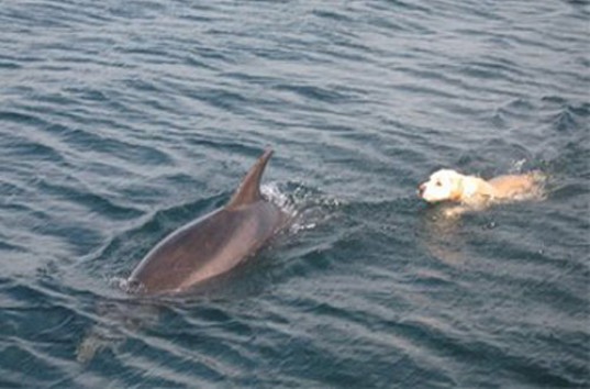 В интернете опубликовано видео о дружбе собаки и дельфина в Ирландии (ВИДЕО)