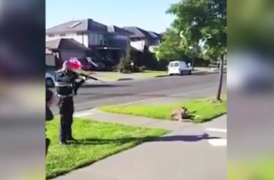 В Австралии офицер полиции застрелил кенгуру на глазах у ребенка (ВИДЕО)