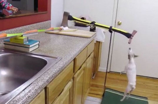 Забавное видео: собаку научили готовить фаршированную индейку (ВИДЕО)