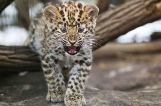 В зоопарке Иллинойса представили детеныша редкого дальневосточного леопарда (ВИДЕО)