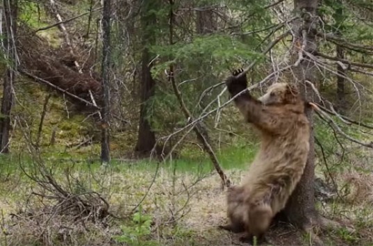 Канадские бурые медведи станцевали тверк и покорили Сеть (ВИДЕО)
