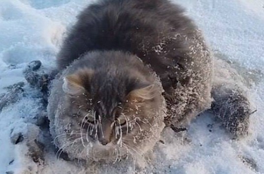 Кошку, которая вмерзла в лед при морозе в -35º спасли прохожие (ВИДЕО)
