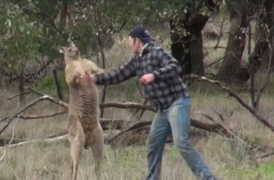 Видеозапись драки жителя Австралии с кенгуру (ВИДЕО)