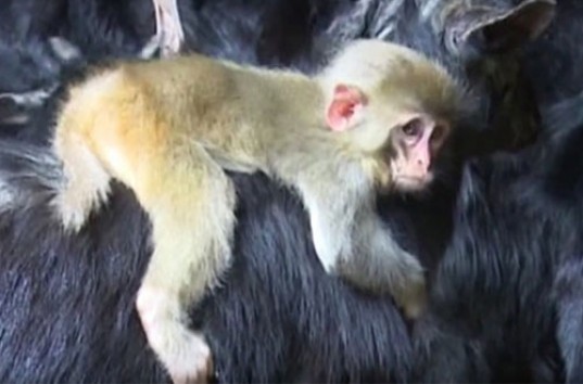 В Китае подружились коза и маленькая, брошенная обезьянка (ВИДЕО)