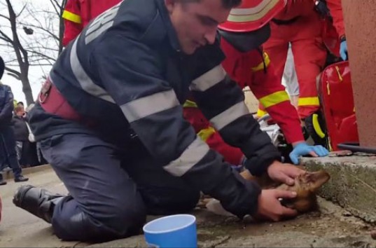 Румынский пожарный сделал собаке искусственное дыхание (ВИДЕО)